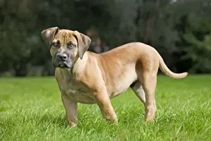 Boerboel Prints: Picture No. 10885401