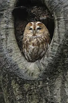 Strix Prints: Picture No. 10885988