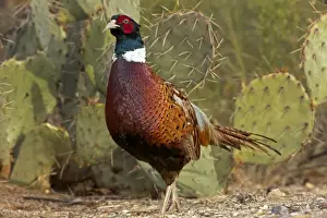 Phasianus Prints: Picture No. 10885994
