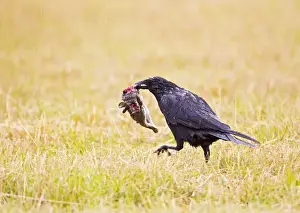 Corvus Prints: Picture No. 10886039
