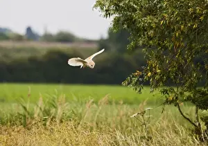 Tyto Prints: Picture No. 10886040