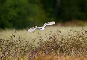 Images Dated 22nd June 2011: Picture No. 10886041