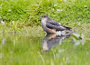 Images Dated 22nd June 2011: Picture No. 10886049