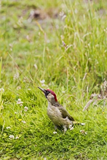 Images Dated 22nd June 2011: Picture No. 10886050