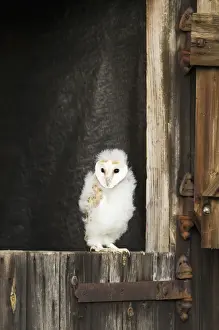 Tyto Prints: Picture No. 10886054