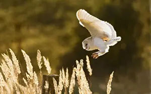 Tyto Prints: Picture No. 10886057