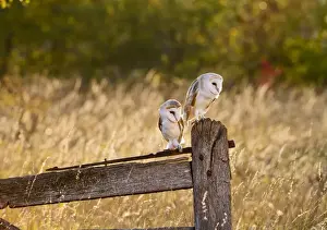 Tyto Prints: Picture No. 10886058