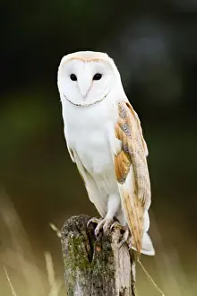 Tyto Prints: Picture No. 10886061