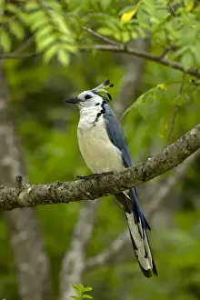 Magpie Prints: Picture No. 10886064