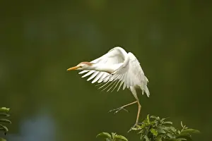 Ibis Prints: Picture No. 10886073