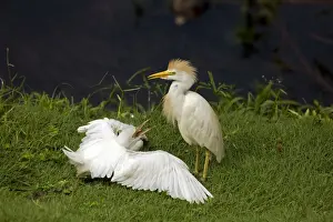 Ibis Prints: Picture No. 10886074