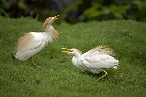 Ibis Prints: Picture No. 10886075