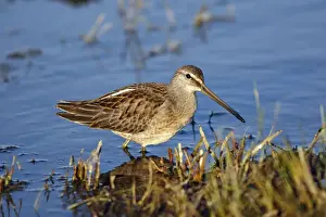 Dowitcher Prints: Picture No. 10886092