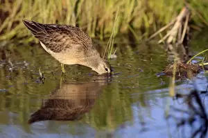 Dowitcher Prints: Picture No. 10886094
