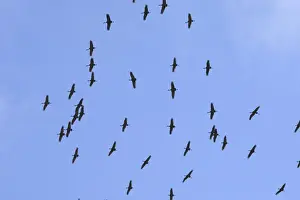 Sandhill Prints: Picture No. 10886116