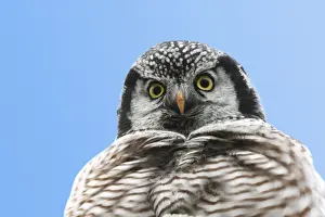 Picture No. 10886129