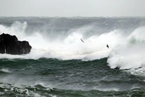 Images Dated 8th November 2010: Picture No. 10886134