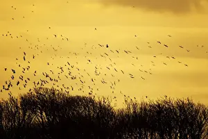 Roosting Prints: Picture No. 10886138