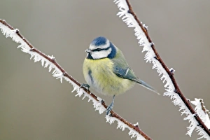 Images Dated 20th January 2011: Picture No. 10886180