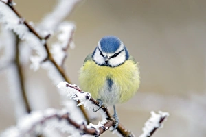 Images Dated 20th January 2011: Picture No. 10886181