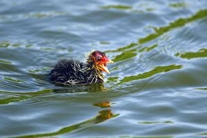 Coot Collection: Picture No. 10886237