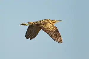 Bittern Prints: Picture No. 10886244