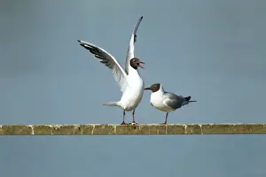 Larus Prints: Picture No. 10886256