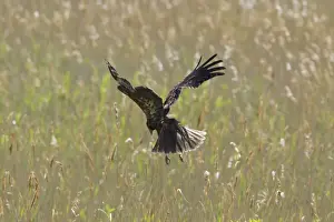 Harrier Prints: Picture No. 10886262