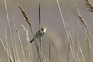Reedbed Prints: Picture No. 10886263