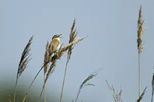 Warbler Prints: Picture No. 10886276