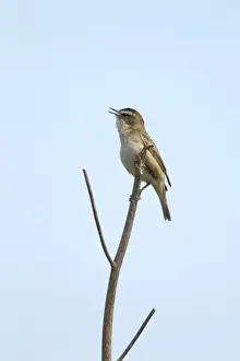 Warbler Prints: Picture No. 10886277