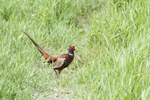Phasianus Prints: Picture No. 10886279