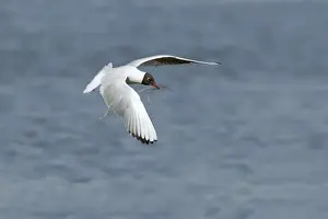 Larus Prints: Picture No. 10886283