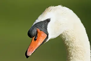 Cygnus Prints: Picture No. 10886284