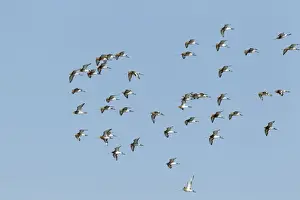 Godwit Prints: Picture No. 10886288