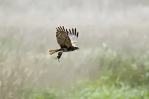 Harrier Prints: Picture No. 10886294