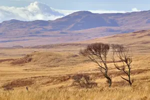 Moorland Prints: Picture No. 10886297