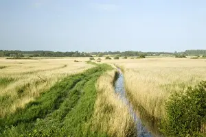 Reedbeds Prints: Picture No. 10886308