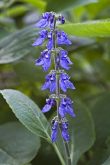Images Dated 2nd December 2011: Picture No. 10886309