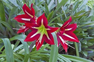 Images Dated 2nd December 2011: Picture No. 10886312