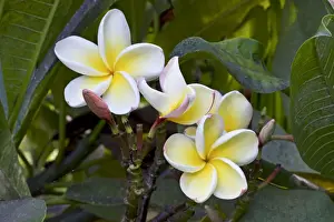 Blanco Prints: Picture No. 10886315