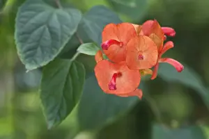 Mandarin Prints: Picture No. 10886322