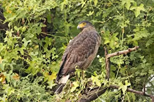 Spilornis Prints: Picture No. 10886366