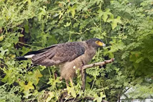 Spilornis Prints: Picture No. 10886367