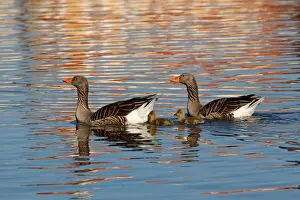 Greylag Prints: Picture No. 10886454