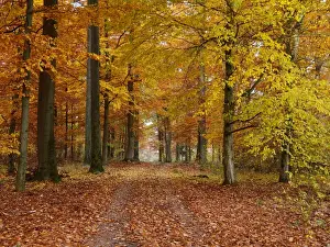 October Prints: Picture No. 10886461