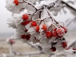 Rowan Prints: Picture No. 10886500