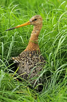 Godwit Prints: Picture No. 10886583