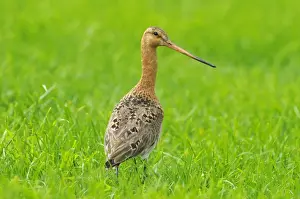 Godwit Prints: Picture No. 10886584