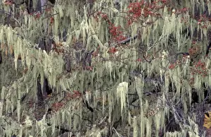 Lichen Prints: Picture No. 10886590